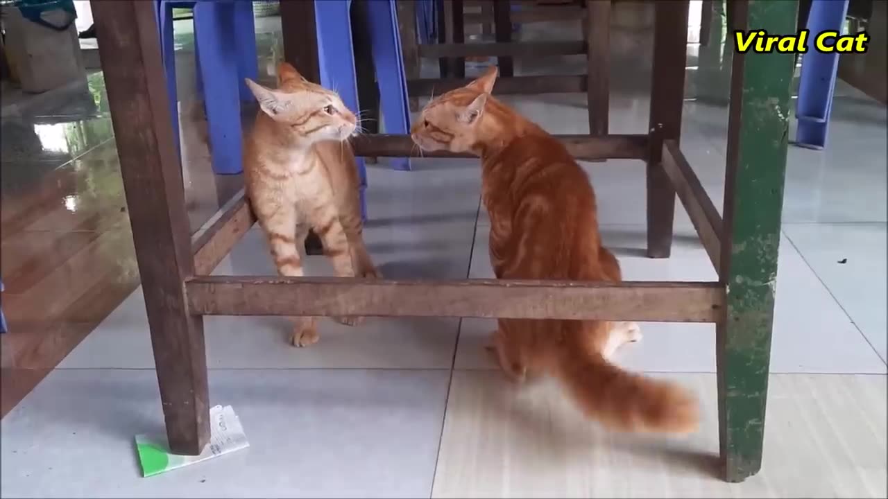 Cat moawing and fighting these two r booody brothers😅😅