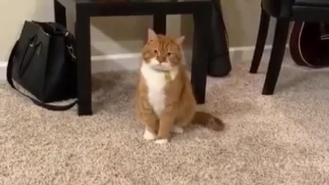 Funny cat see