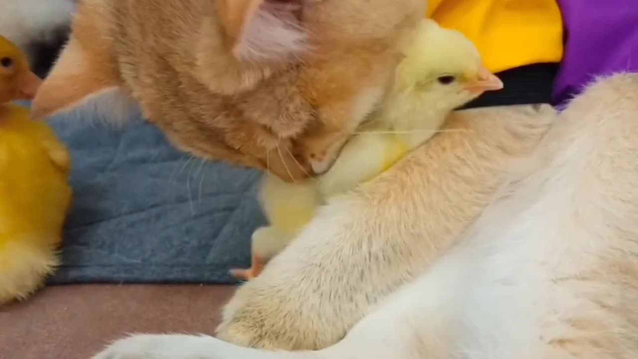 Cute cat and Baby Duck video