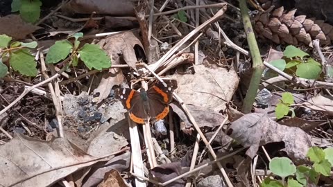 Red Admiral Butterfly