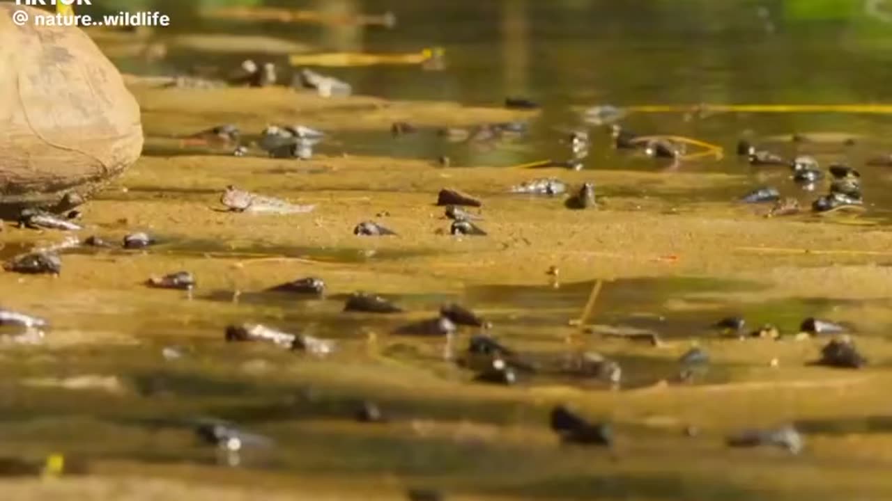 Fish (That can walk on land)