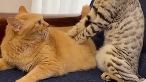 Cat took a bite to another cat!!!