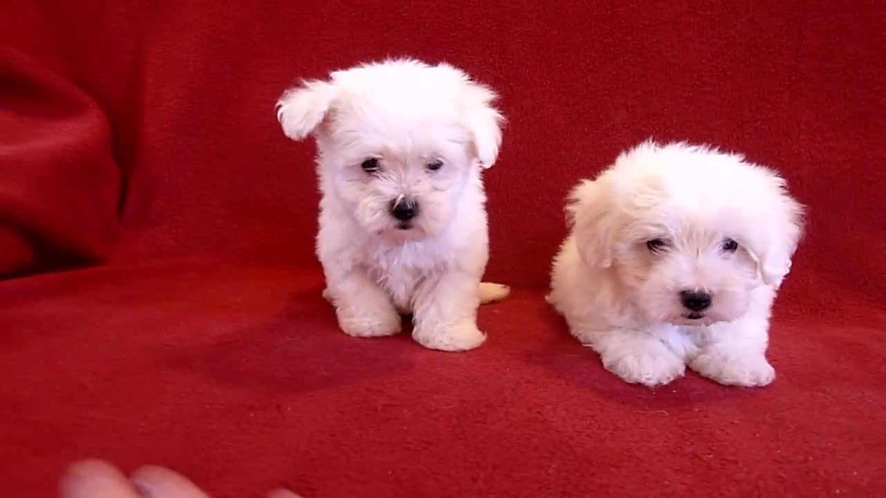 PUI DE BICHON MALTESE 0725758099