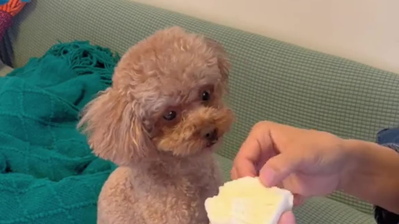 Get ready to laugh with these hilarious funny animal videos