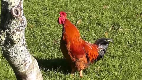 Rooster Crowing Compilation Plus - Rooster crowing sounds Effect 2016