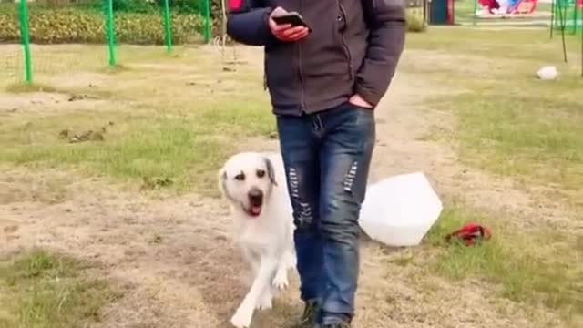 Does your dog know to be led#pet #dog #fyp #cute #clever #leash