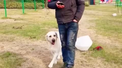 Does your dog know to be led#pet #dog #fyp #cute #clever #leash