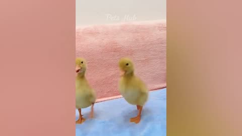 Funniest dogs🐕🐕 and 🐱🐱🐹cats funny