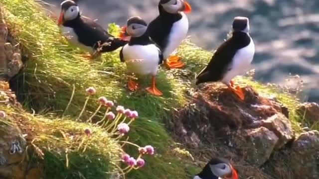 puffins