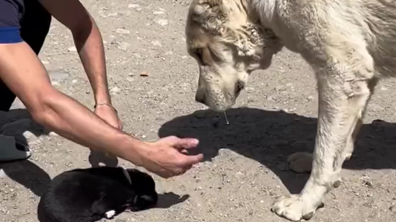 Dog and baby dog