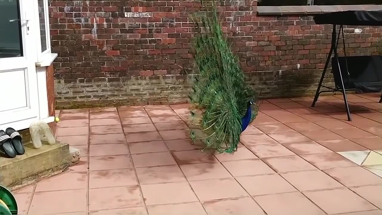 Peacock Dance Display Compilation Video