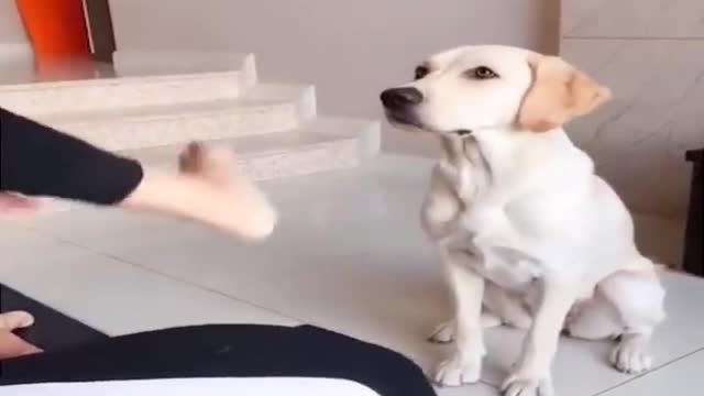 Funny dog clip 2021 : training my dog 🤣🤣