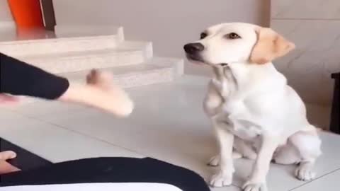 Funny dog clip 2021 : training my dog 🤣🤣