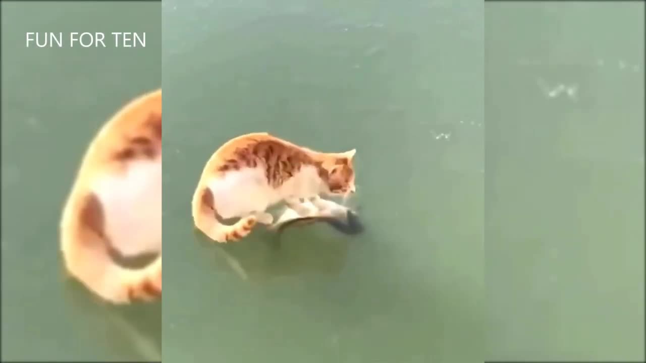 Cat jumping and suprised the owner so cute 🥺