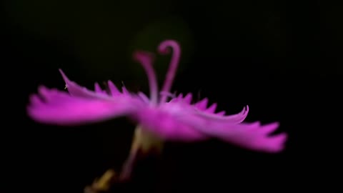 Carthusian Pink ( Klinček Kartuziánsky ) ( Hvozdík