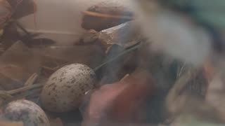 Birds living in my window