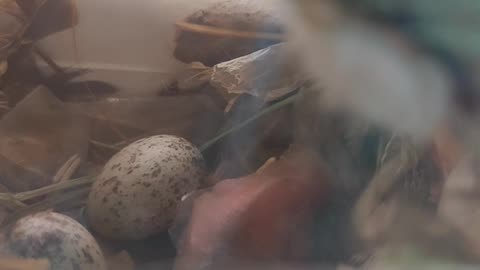 Birds living in my window