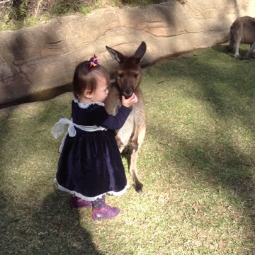 Adorable Two-Year-Old Girl Cuddles And Plays With Baby Kangaroo