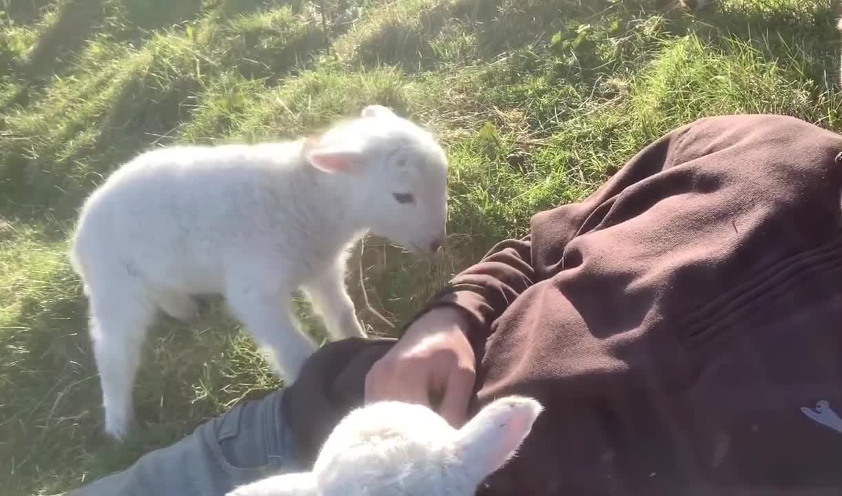 Cute Lamb Needs Attention