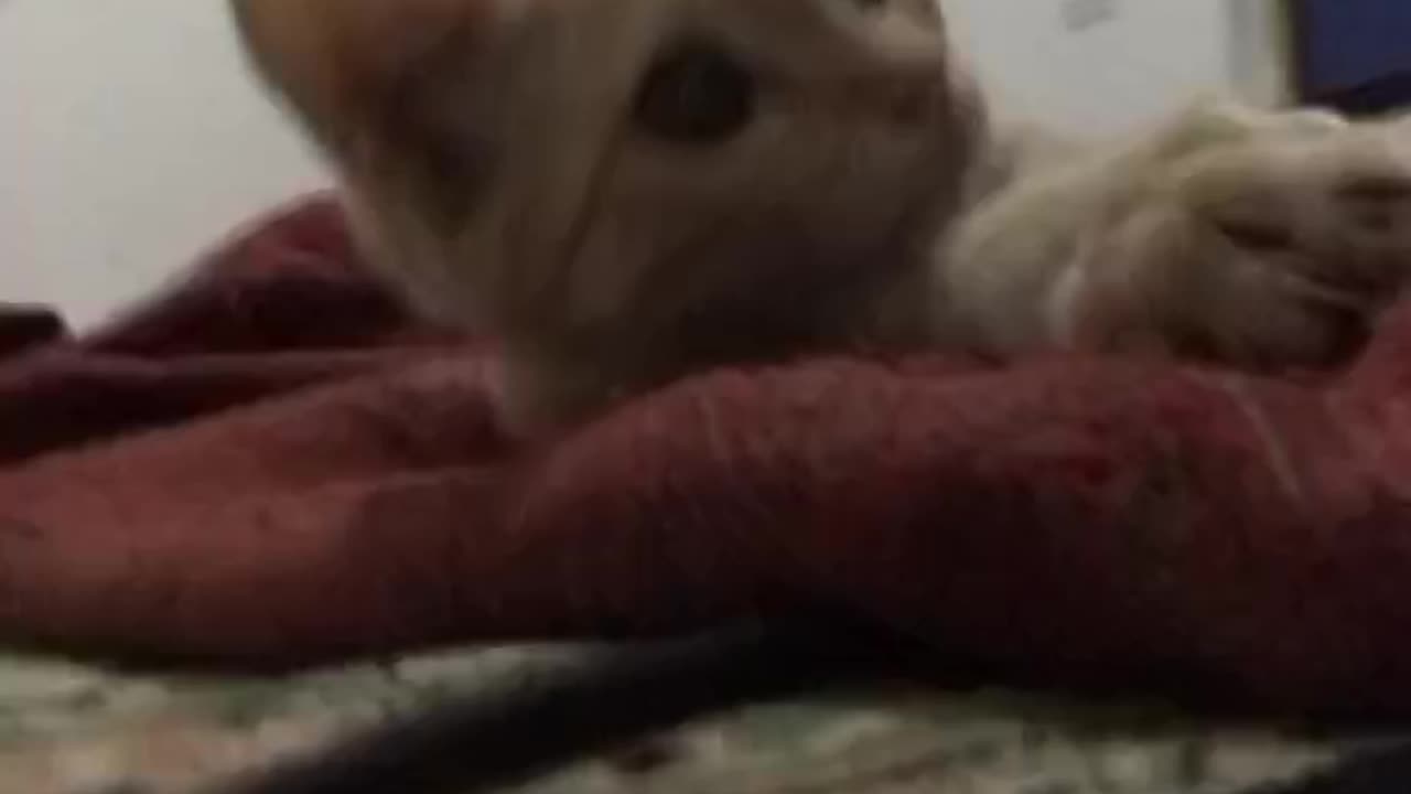 My cat