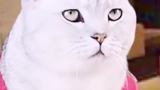Funny and cute cat😂