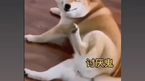 Dog funny heehehehhe