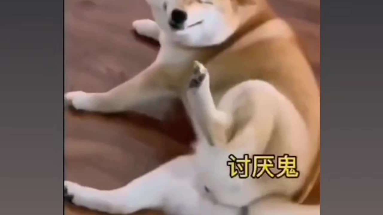 Dog funny heehehehhe