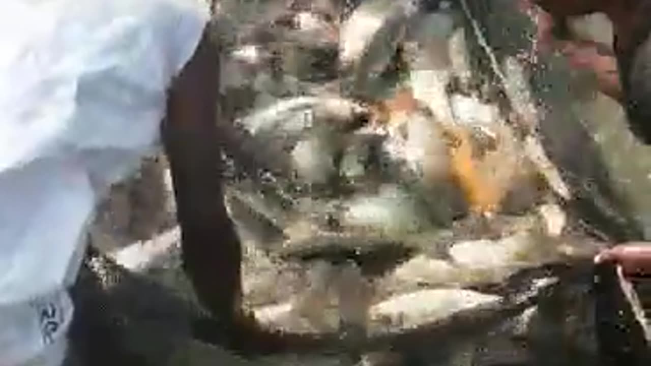 Fresh Fish of Bangladesh