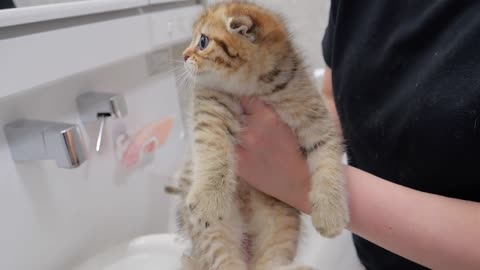 The kitten who gets weak when her butt is washed is so cute_