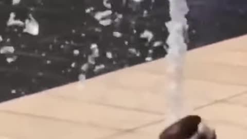 Funny animal dog playing with water, try not to laugh!
