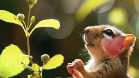 Squirrel with Peanut