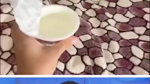 Funny videos about animals