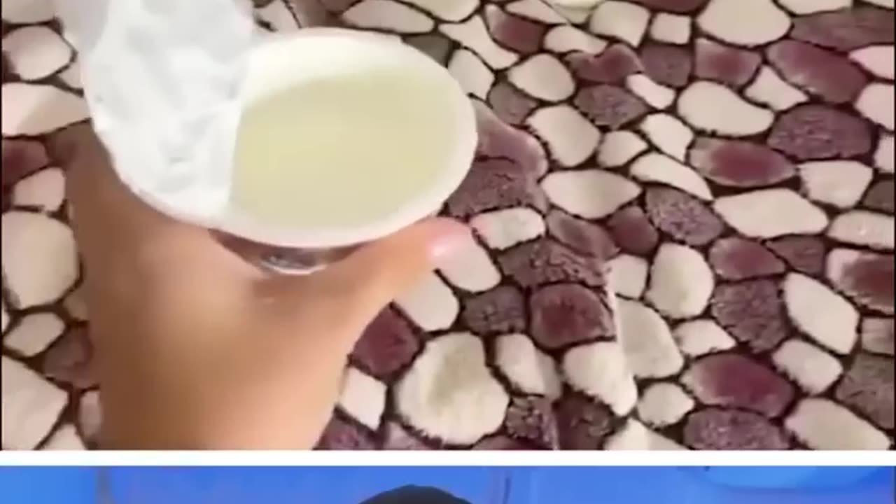 Funny videos about animals