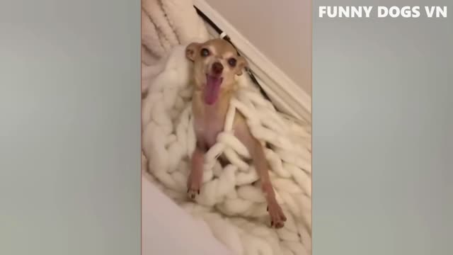 TRY NOT TO LAUGH PART 3..... FUNNY