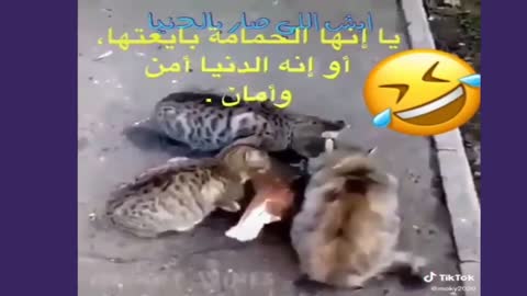 موت ضحك 🤣🤣 حمار قبيح ويركل صاحبه لقطات مضحكة ضحك حتا الموت حيوانات مضحكة