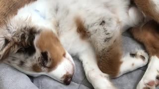 Cute Aussie puppy dreams of herding sheep