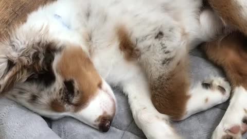 Cute Aussie puppy dreams of herding sheep