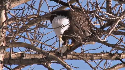 All About Bald Eagles for Kids: Animal Videos for Children - FreeSchool