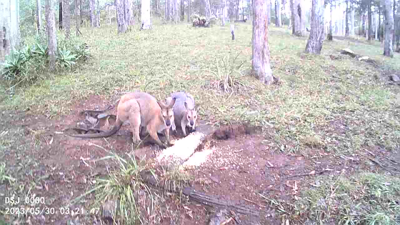 It's Been Lovely to See You All Today - A Bush Turkey, 5 Happy Ducks, Goggles and Mini Astrid