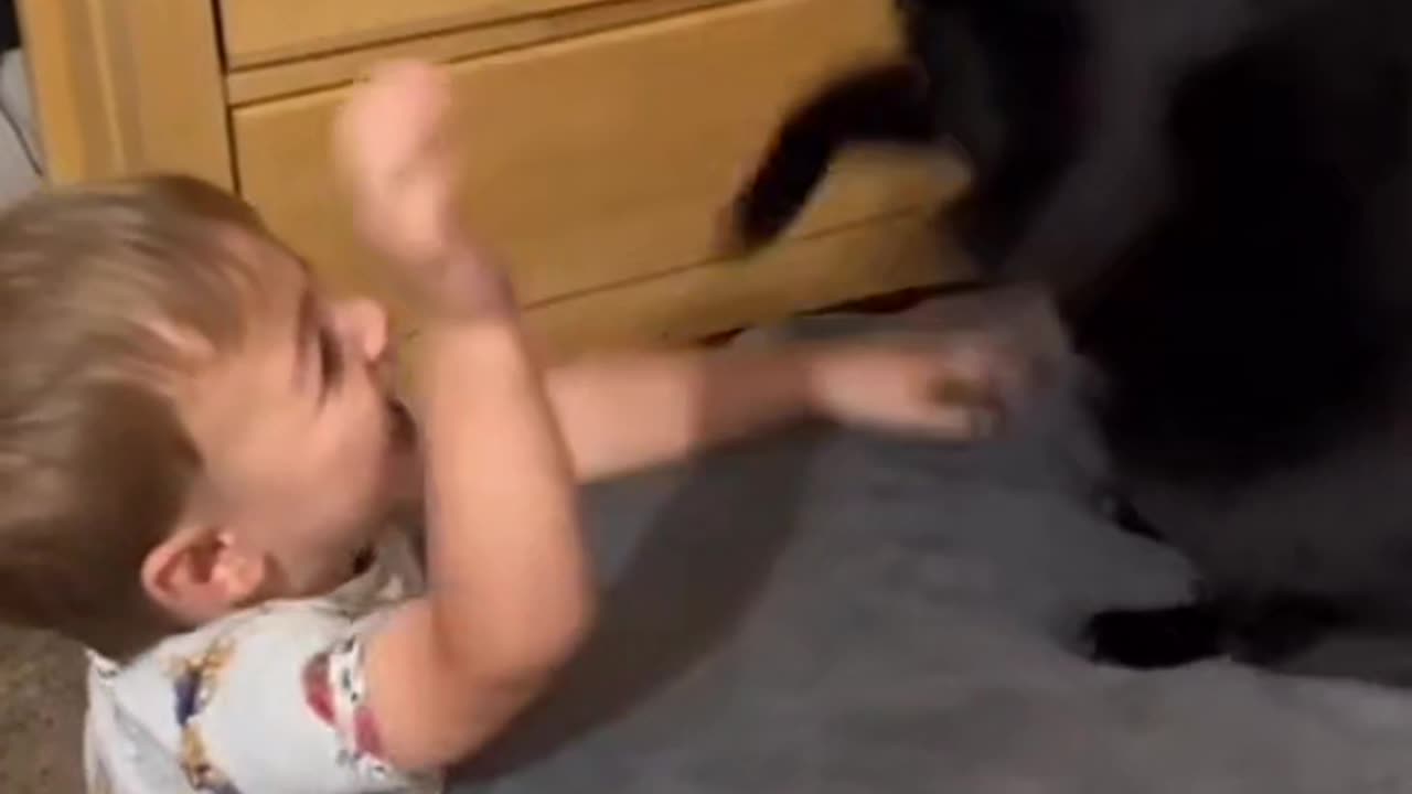 The funny part is I know the cat was fighting for video