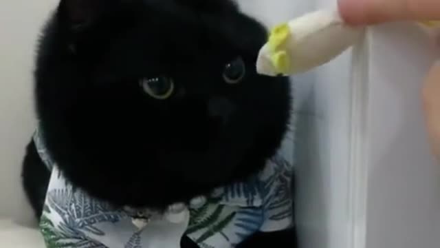 Kitty getting annoyed 😳