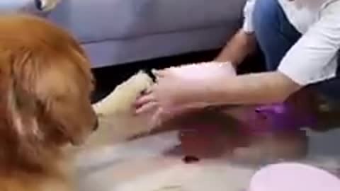 Funniest Cats and Dogs Part 1 🐶🐺