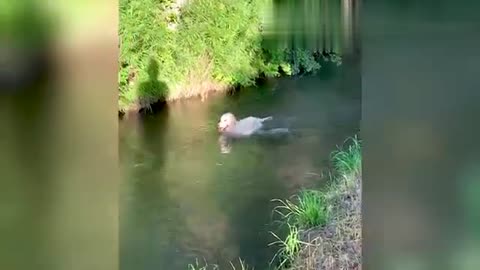 Very funny animal video 🤭😂😂