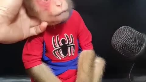 Monkey shaving