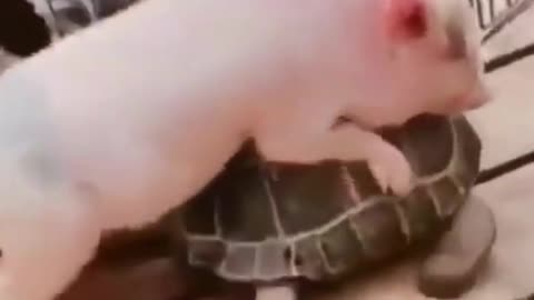 funny animal