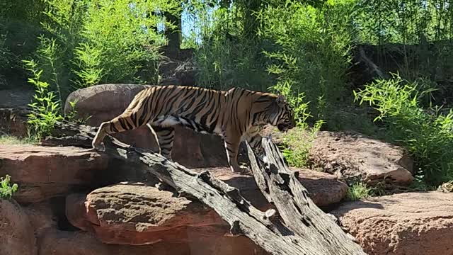 Baby tigers at Okc zoo