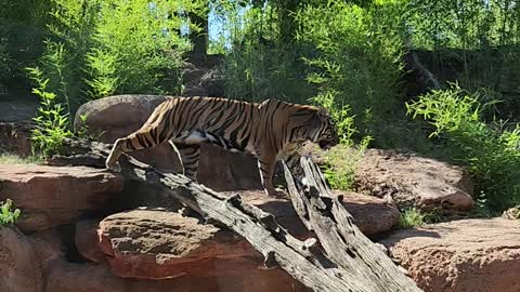 Baby tigers at Okc zoo