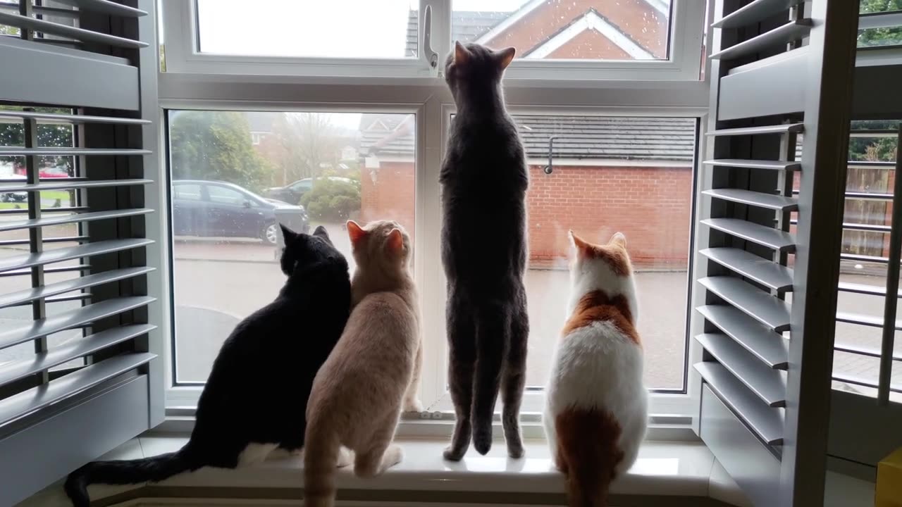 Cat tv