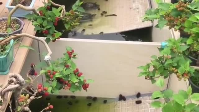 Hãy khoe khu vườn nơi giải trí ở nhà của các bạn đi nào