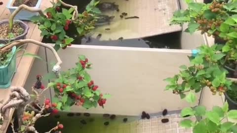 Hãy khoe khu vườn nơi giải trí ở nhà của các bạn đi nào